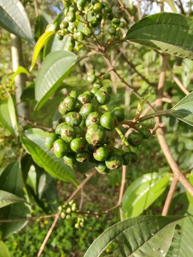 Miconia