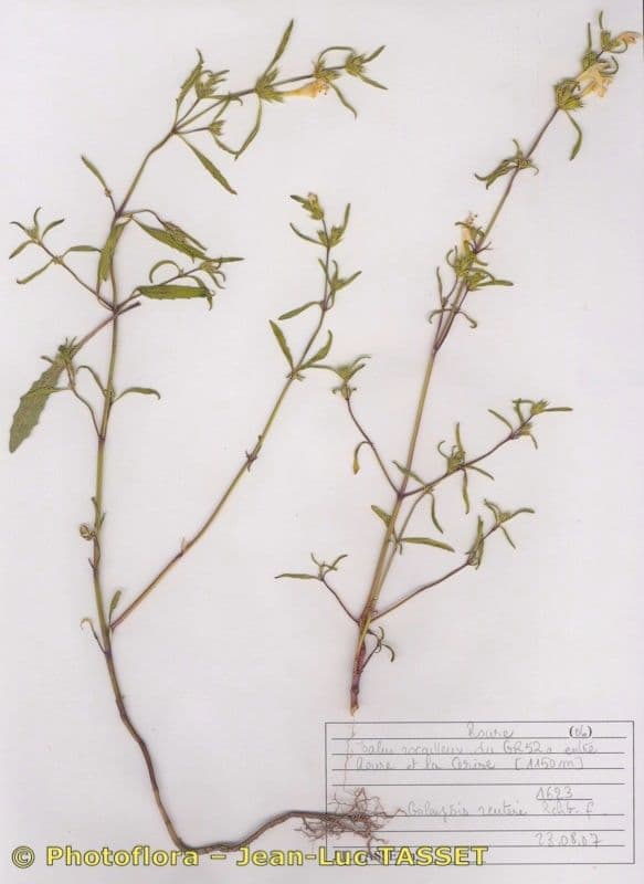 Galeopsis reuteri 6