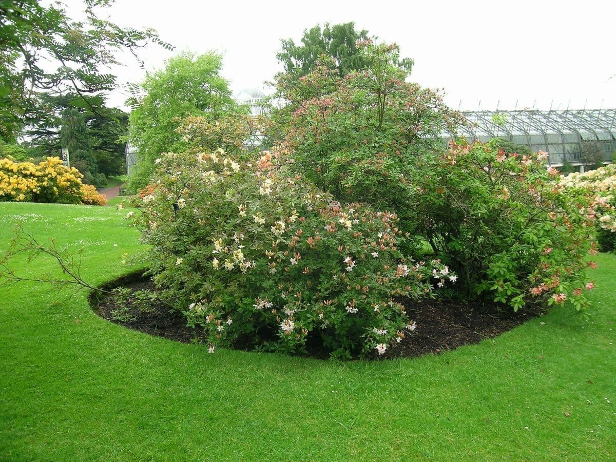 Azalea occidentale 6