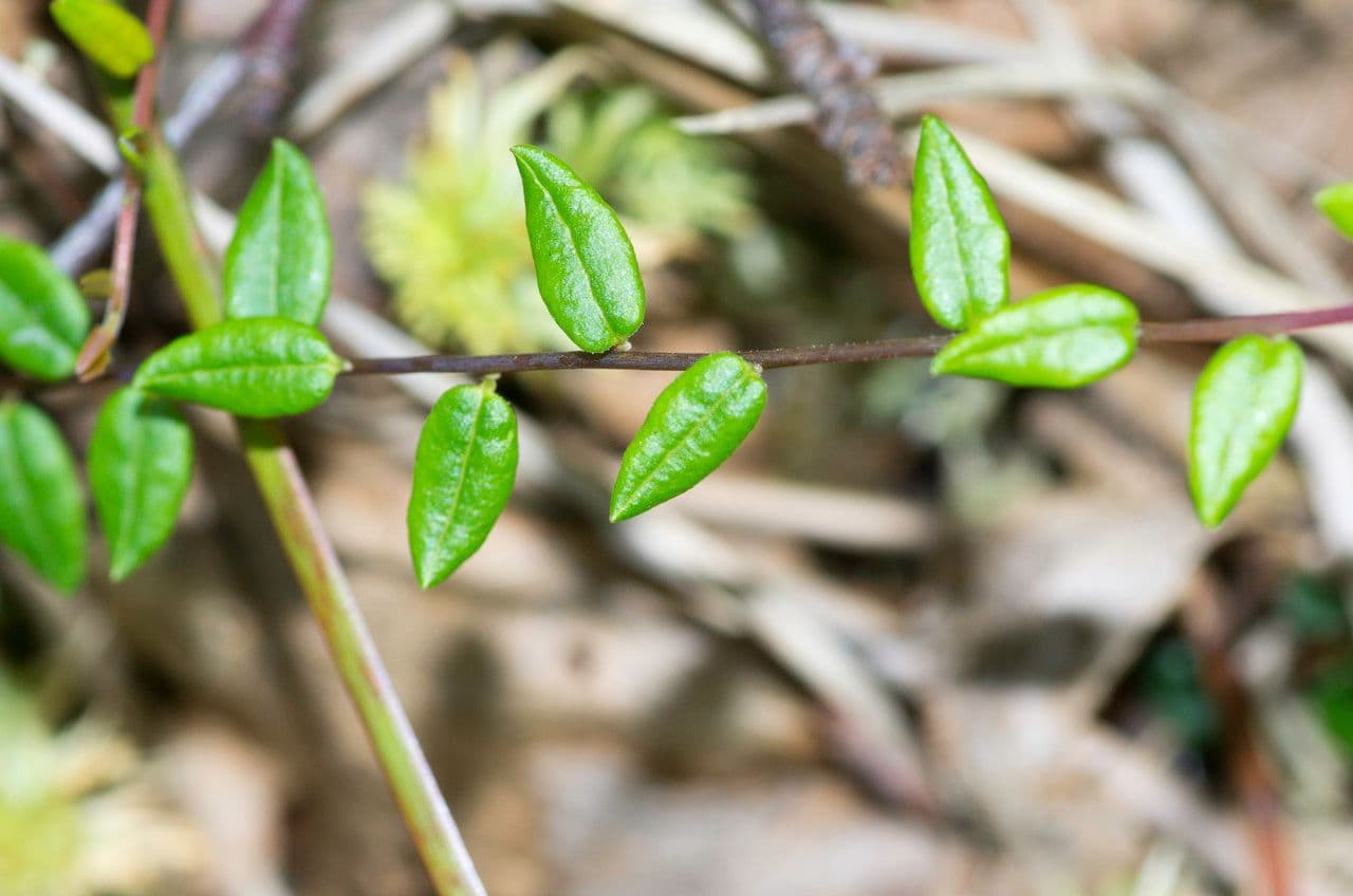 Vaccinium microcarpum 20