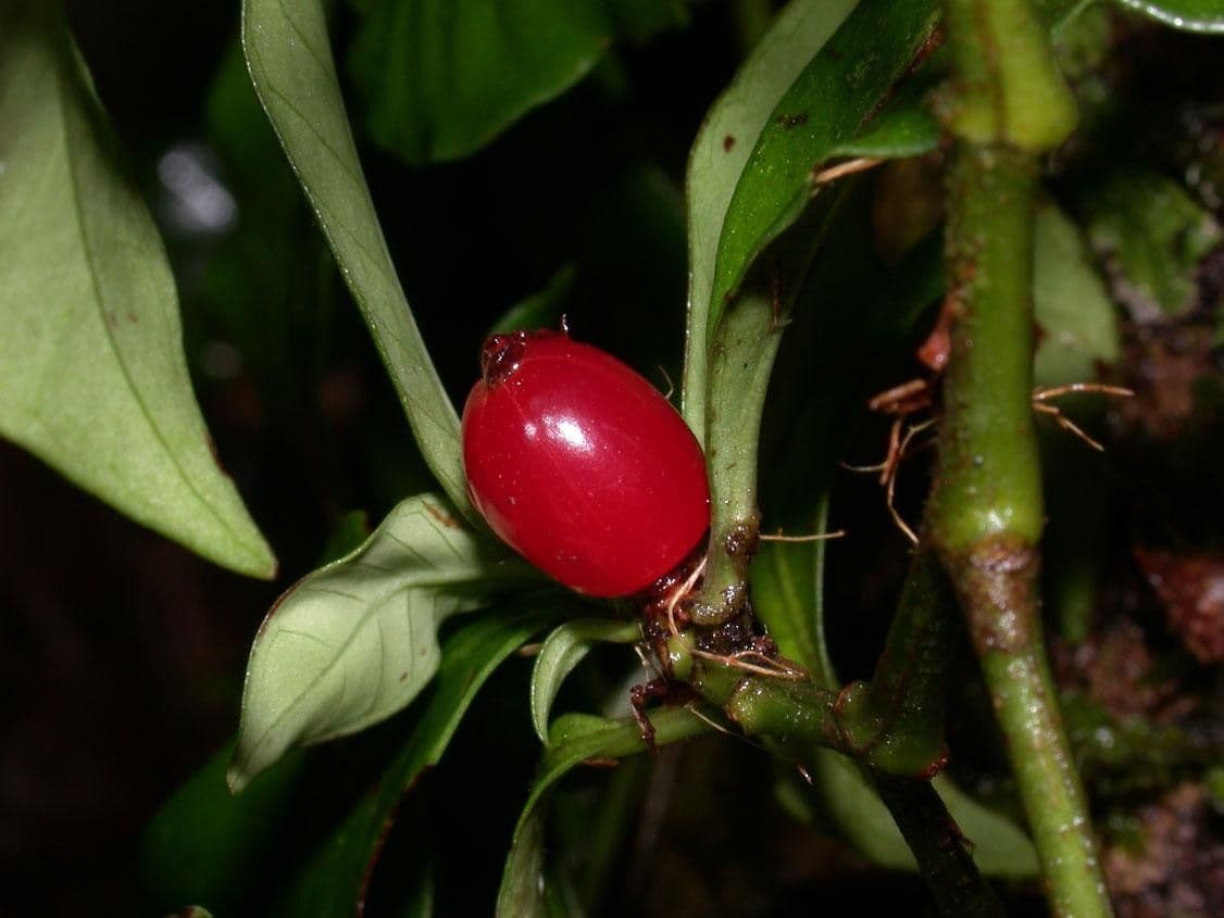 Psicotria del Chagres 3
