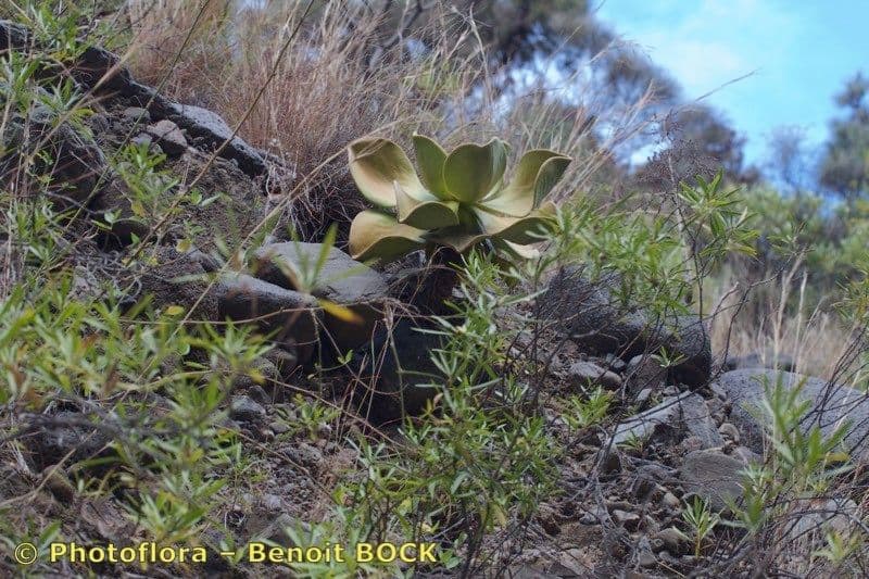 Aeonium nobile 4
