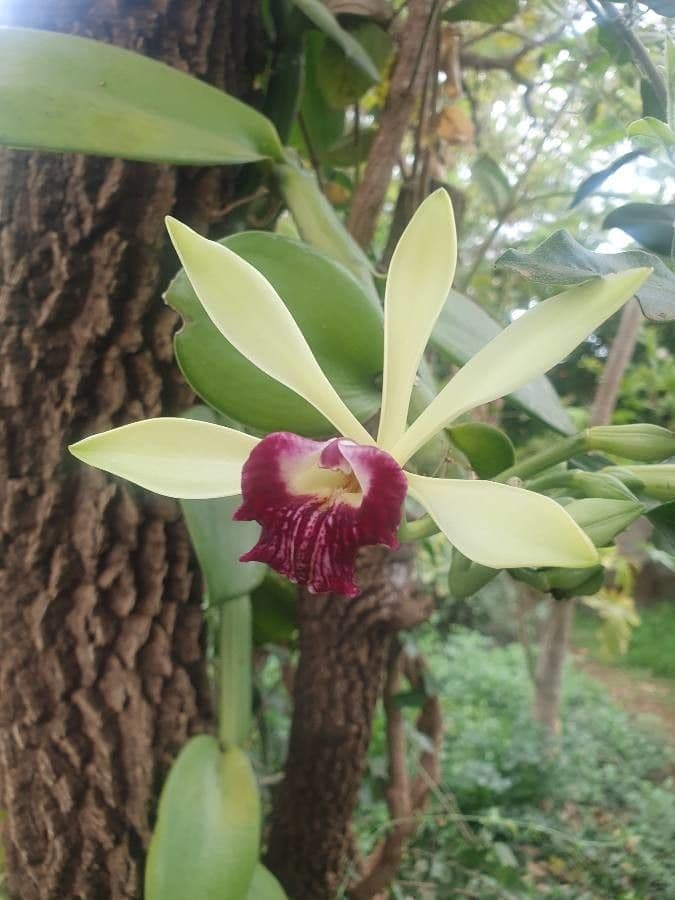 Vaniglia 5