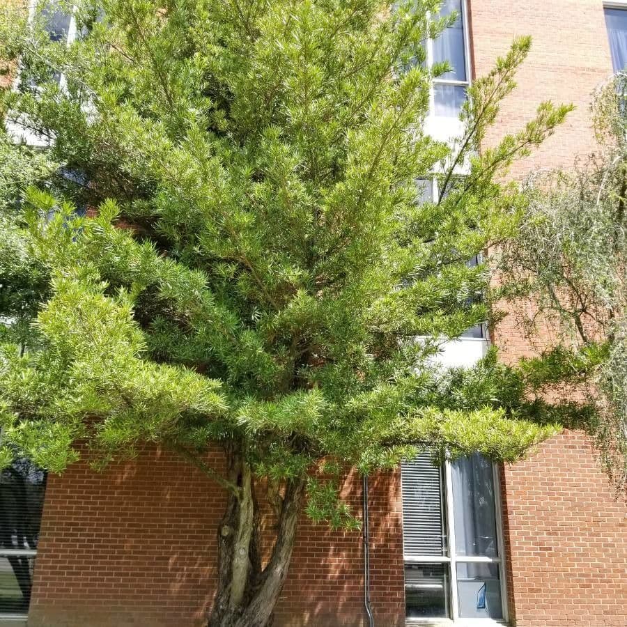 Podocarpus macrophyllus 13