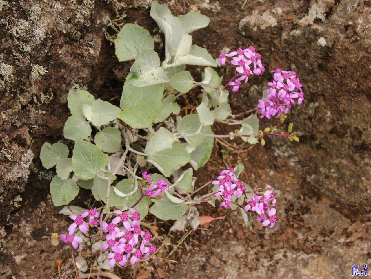 Pericallis 12