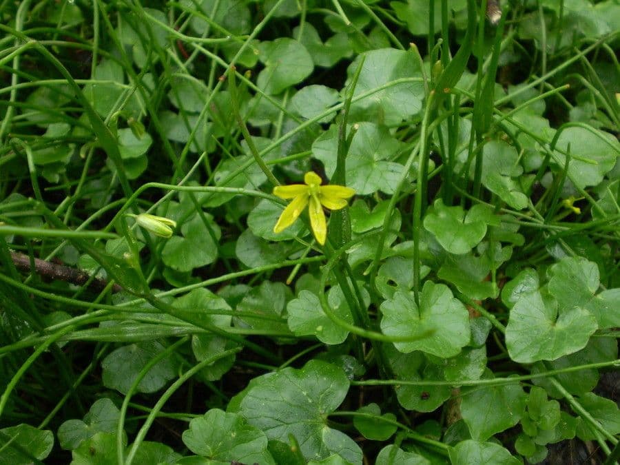 Gagea spathacea 9