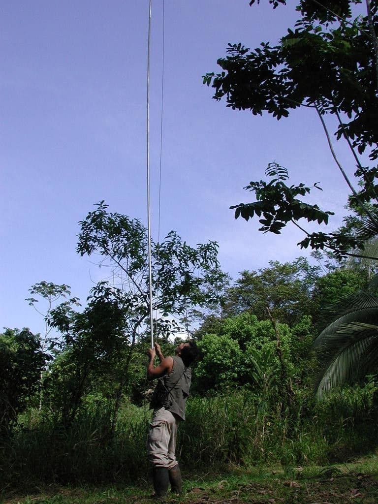 Zanthoxylum 19