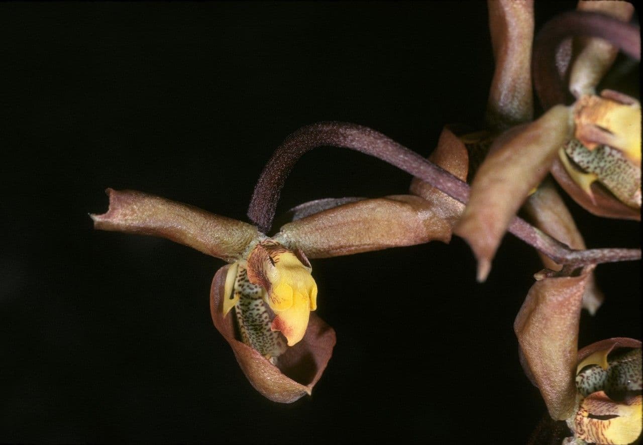 Gongora