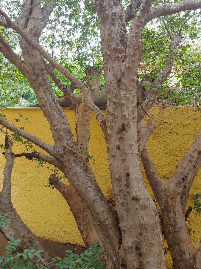 Jabuticaba 24