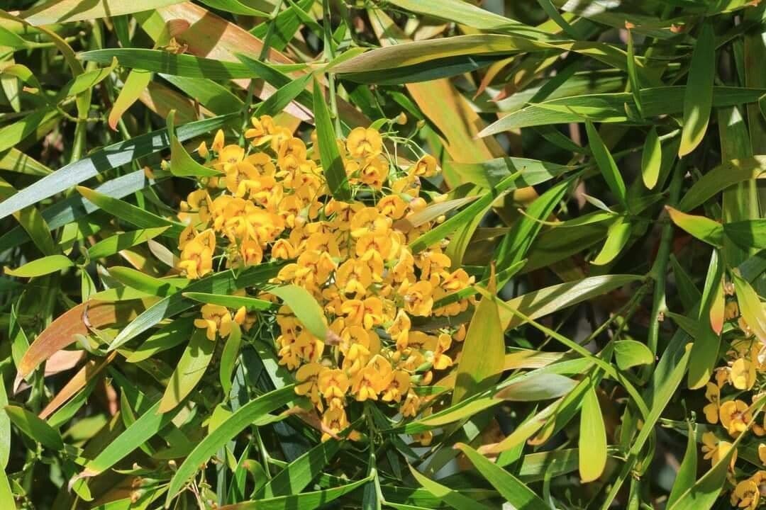 Daviesia