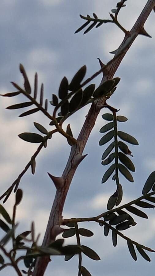 Prosopis 14