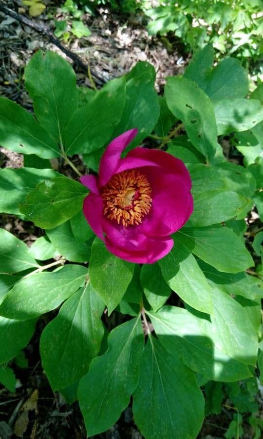Peonia mascula 8