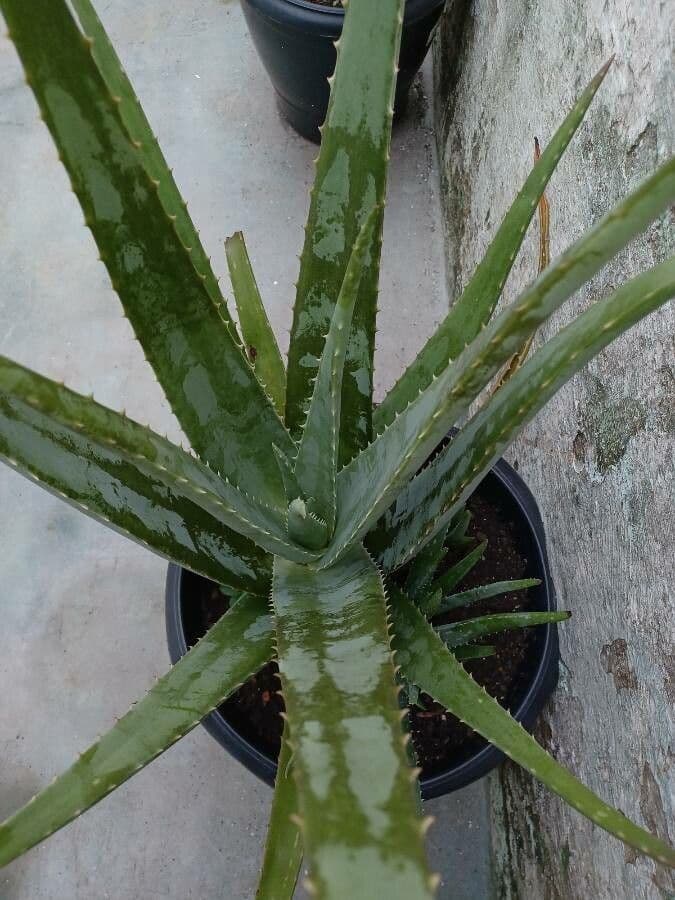 Aloe divá 15