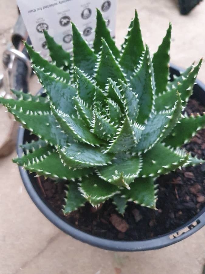 Kurzblättrige Aloe 16