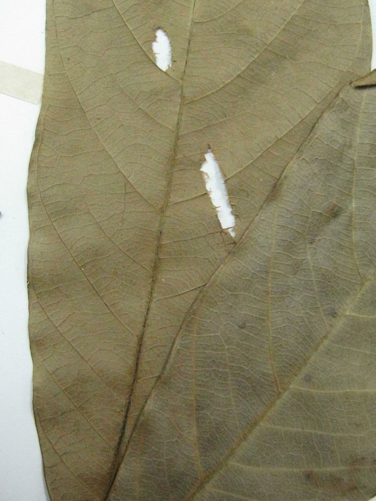 Tachigali 2