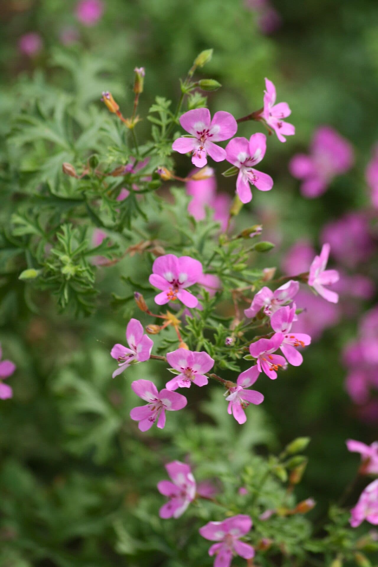 Pelargonio