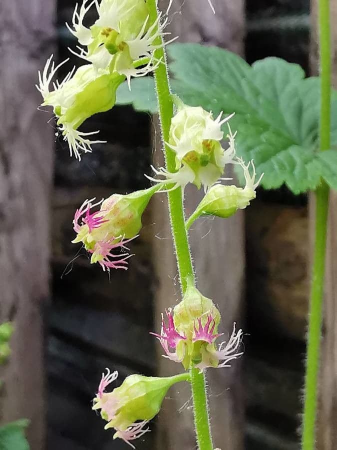 Tellima grandiflora 9
