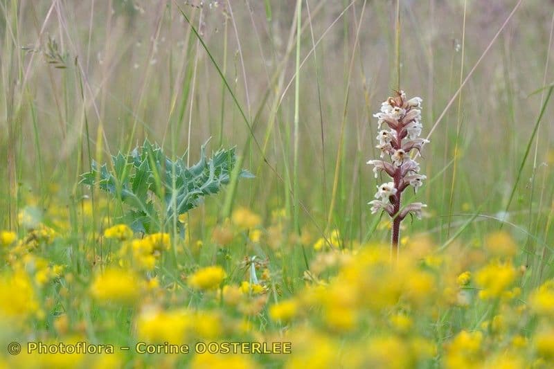 Orobanche amethystea 28