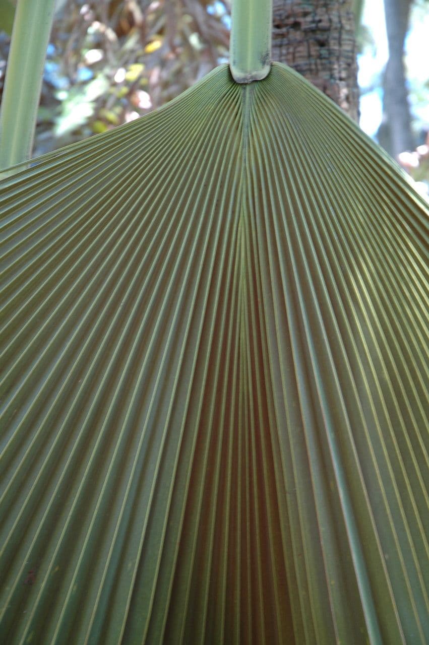 Pritchardia 4