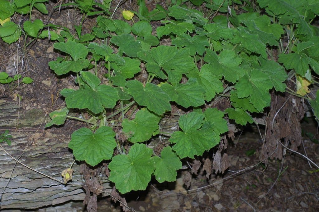 Alumroot peludo 12