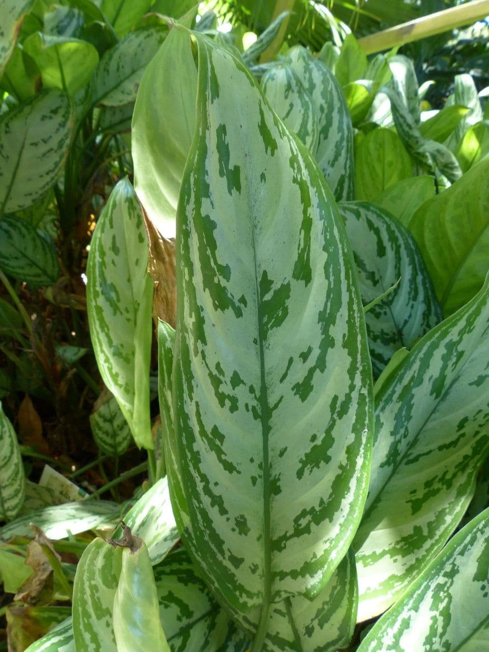Aglaonema 18