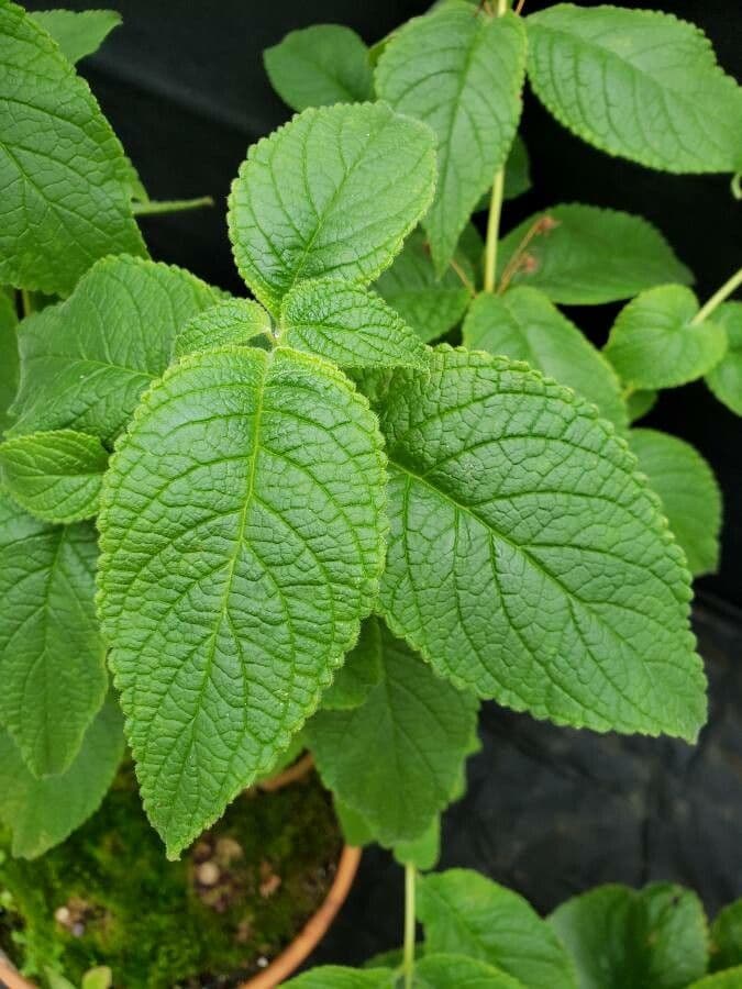 Sinningia aggregata 3