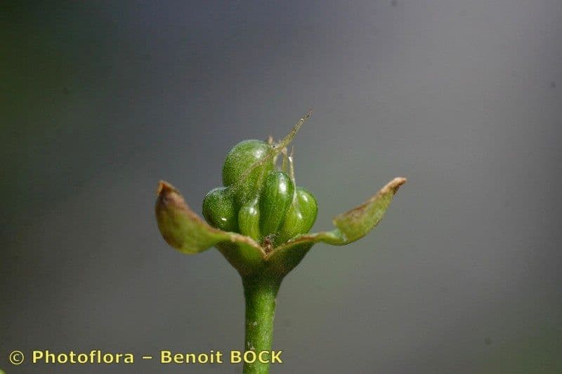 Caldesia parnassifolia 2