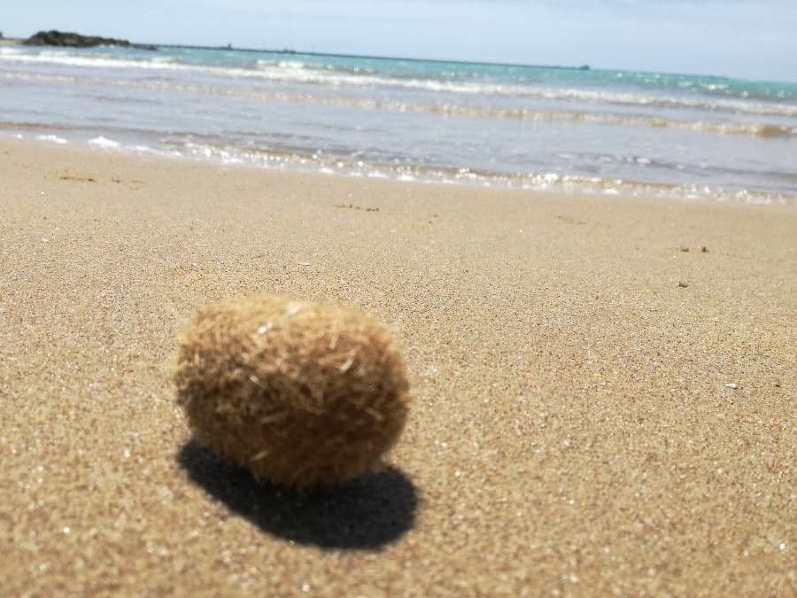 Posidonie mořská 23