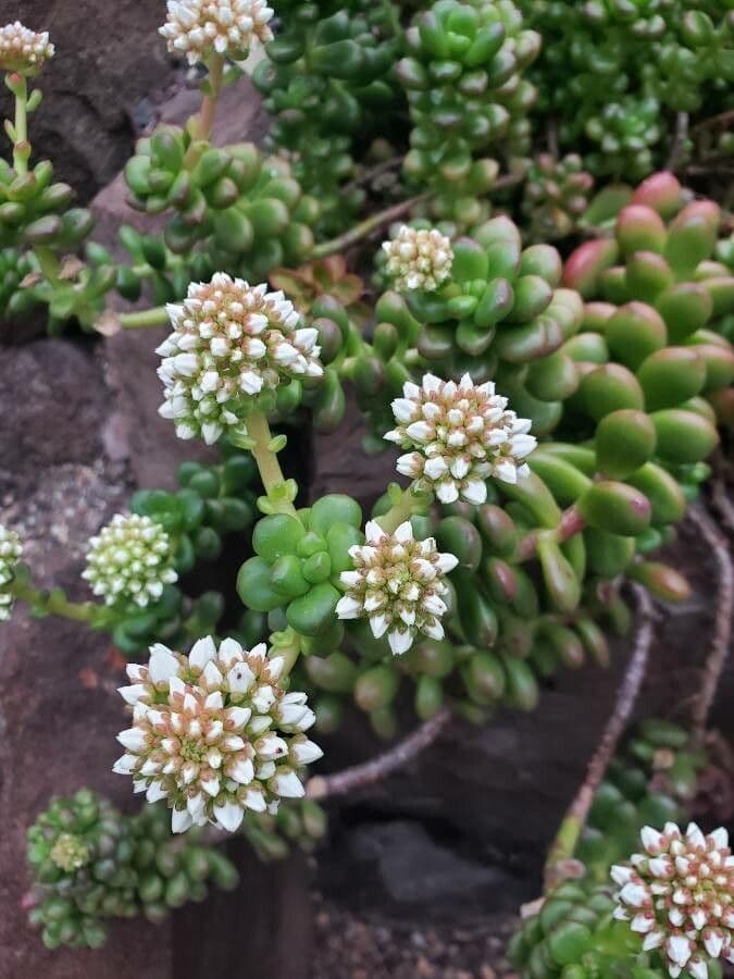 Sedum lucido 5
