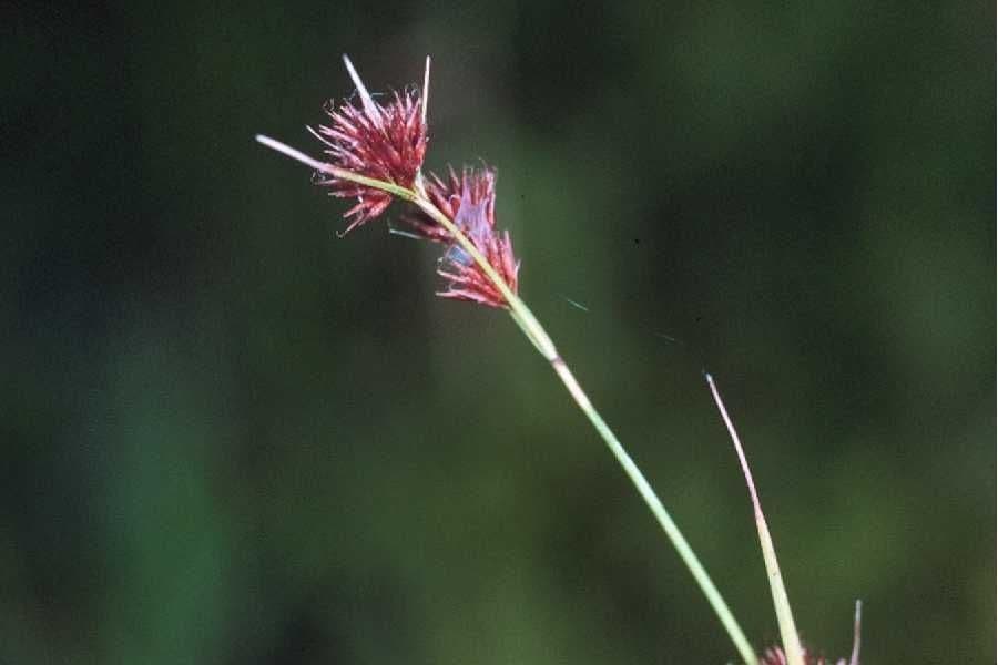 Büschel-Schnabelbinse 3