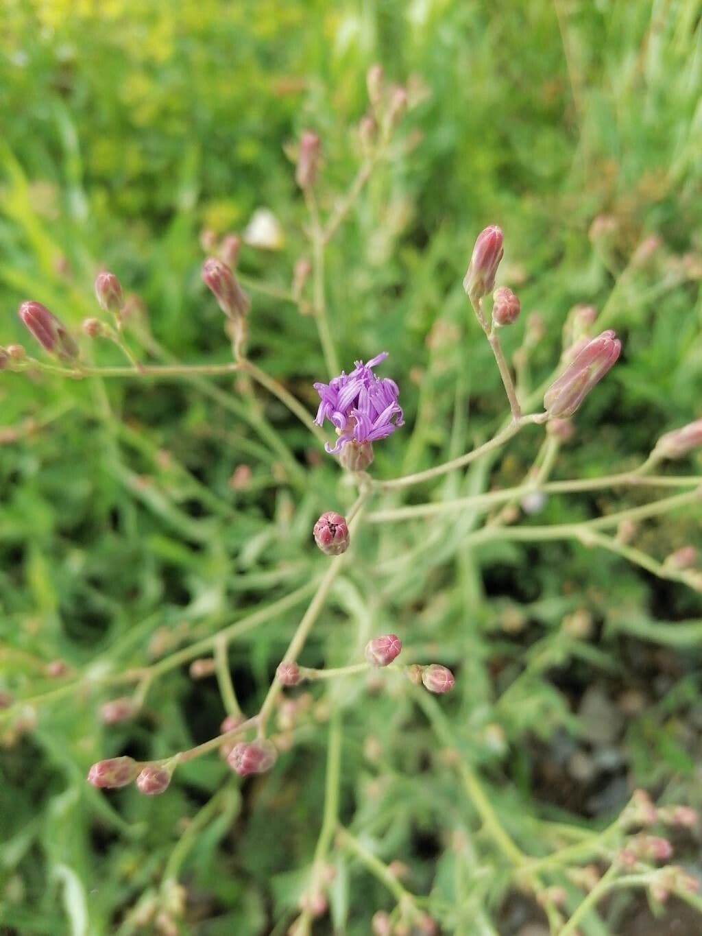 Lactuca tatarica 3