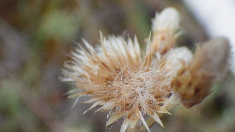 Antennaria microphylla