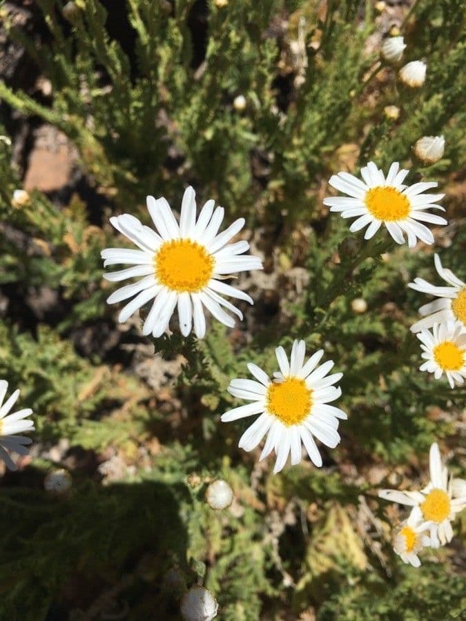 Argyranthemum 3