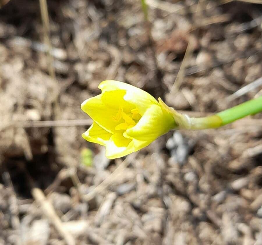 Flor de Céfiro