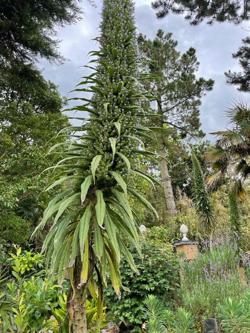 Echium pininana 14