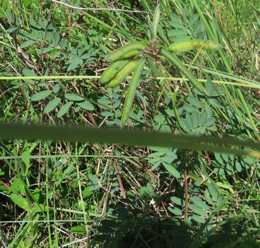 Cicerchia nera 20
