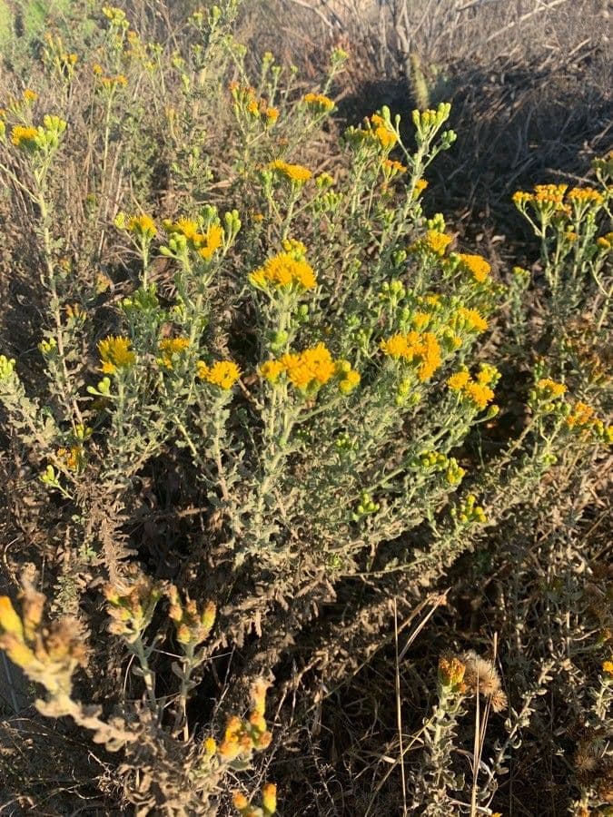 Ericameria ericoides