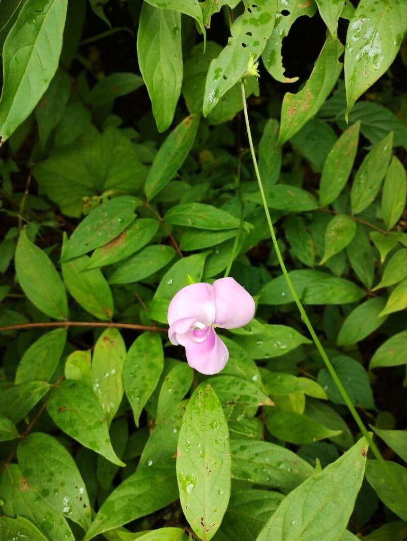 Vigna vexillata 6