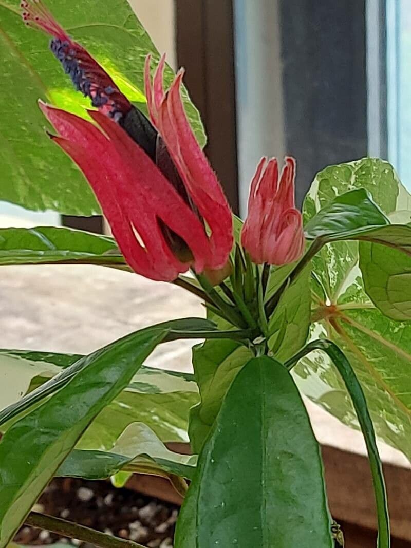 Pavonia 18