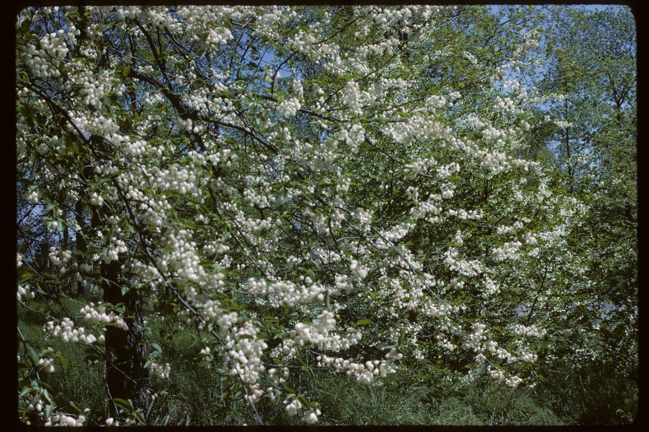 Karolinischer Schneeballbaum 11