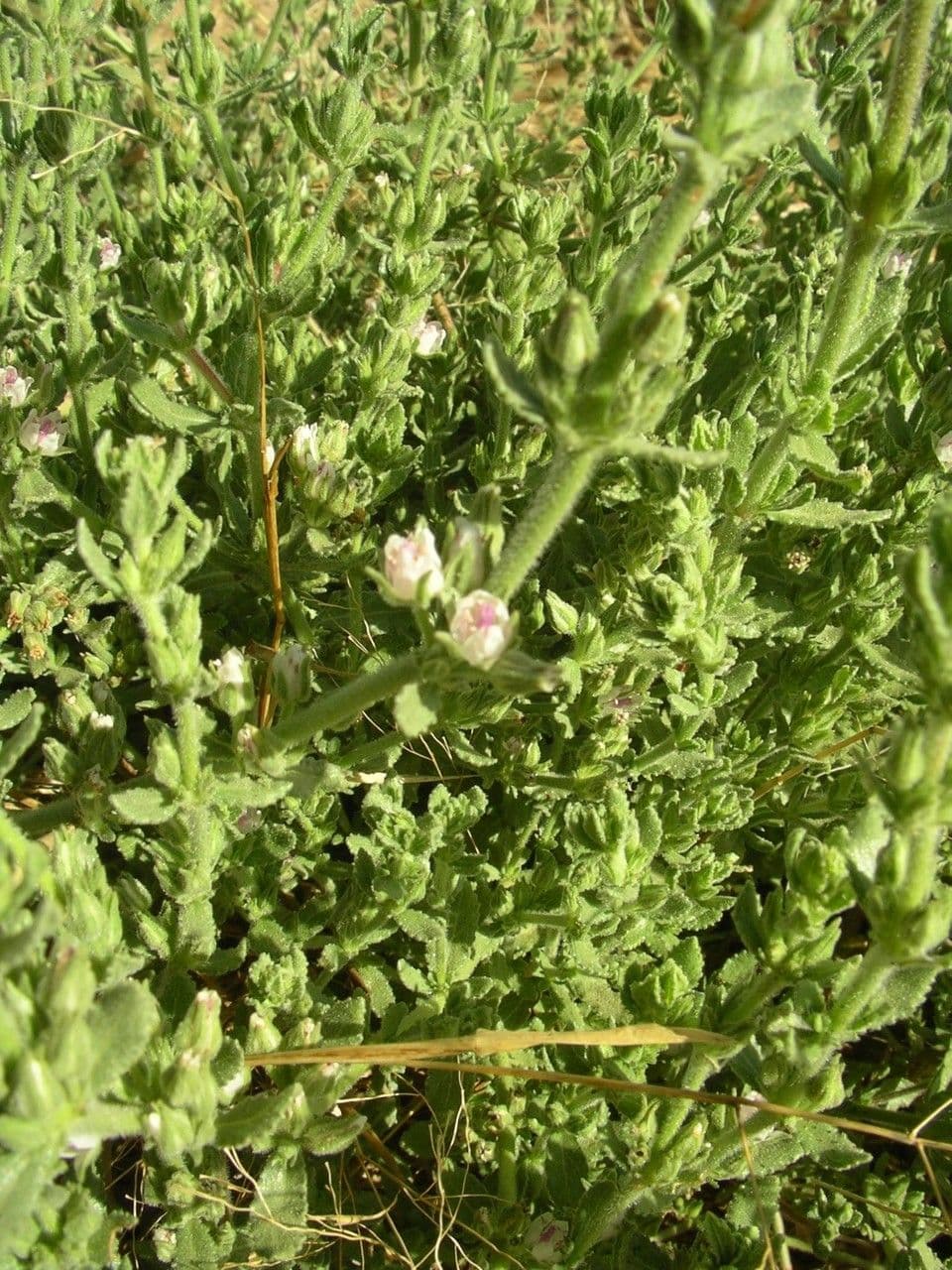 Bergia 4