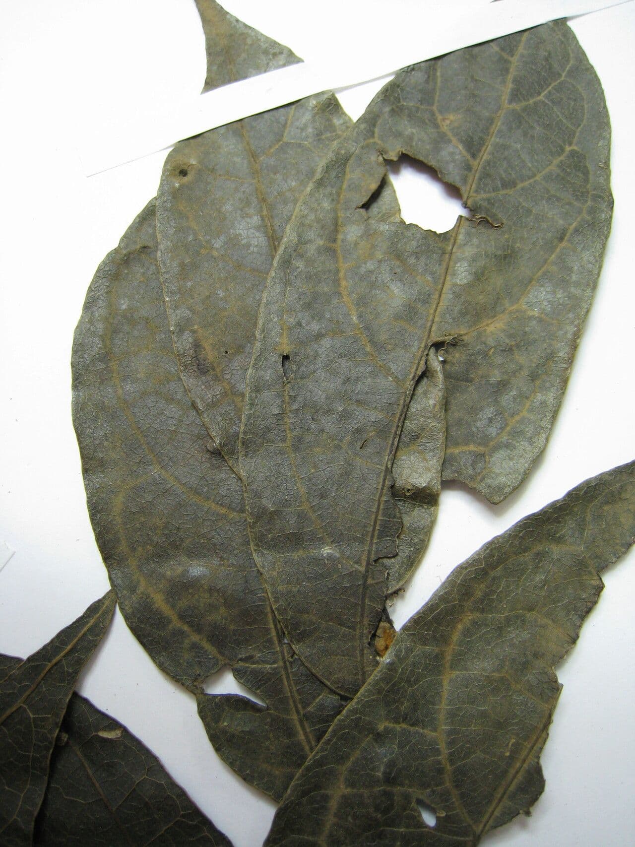 Rhodostemonodaphne 10