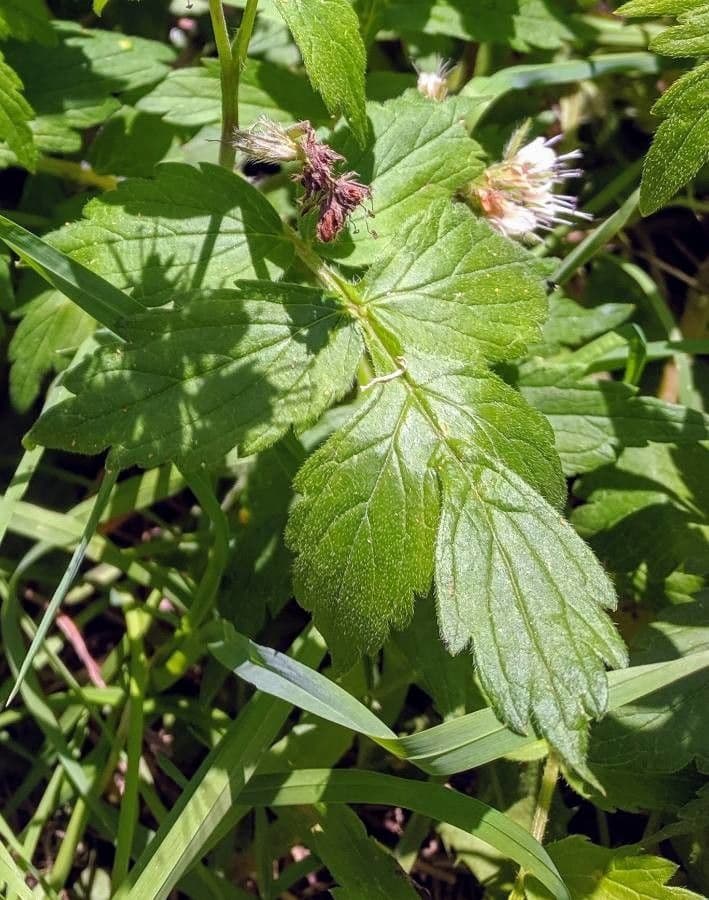 Feuille d'eau de Fendler 9