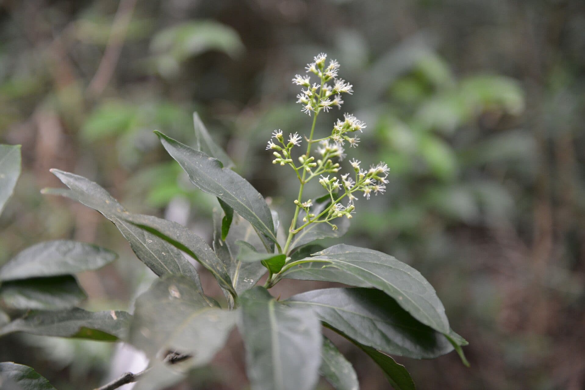 Koanophyllon 2