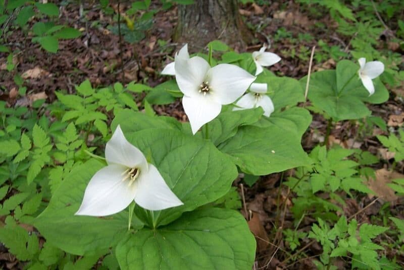 Trillium simile 6
