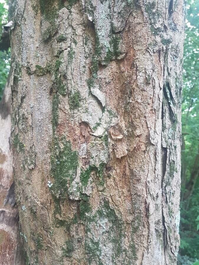 Pterocarpus 13