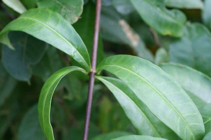 Mandevilla 11
