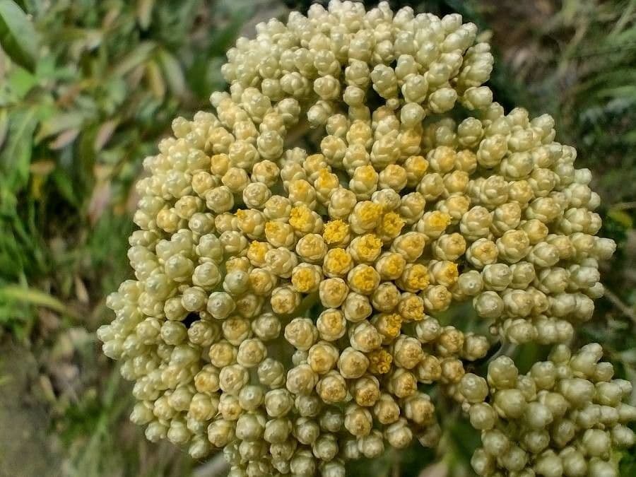 Cassinia denticolata