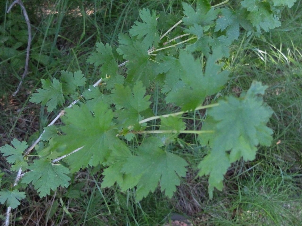 Ribes 6
