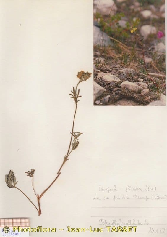 Potentilla multifida 9